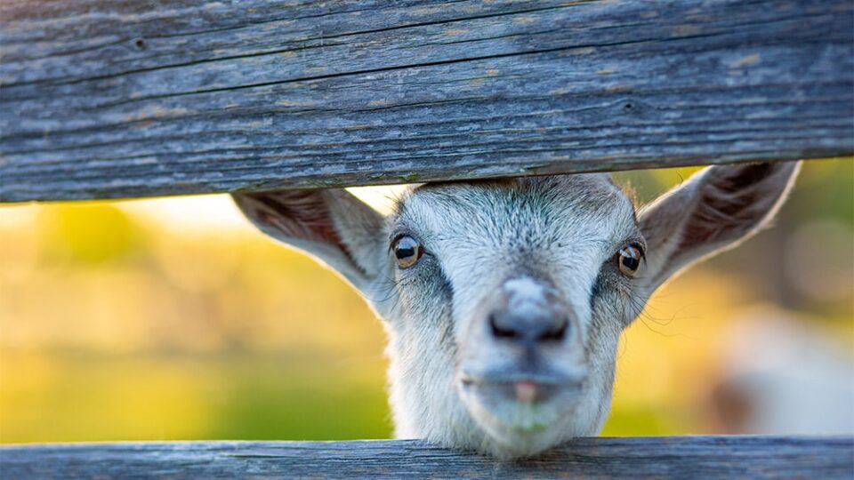 farm-animal-content