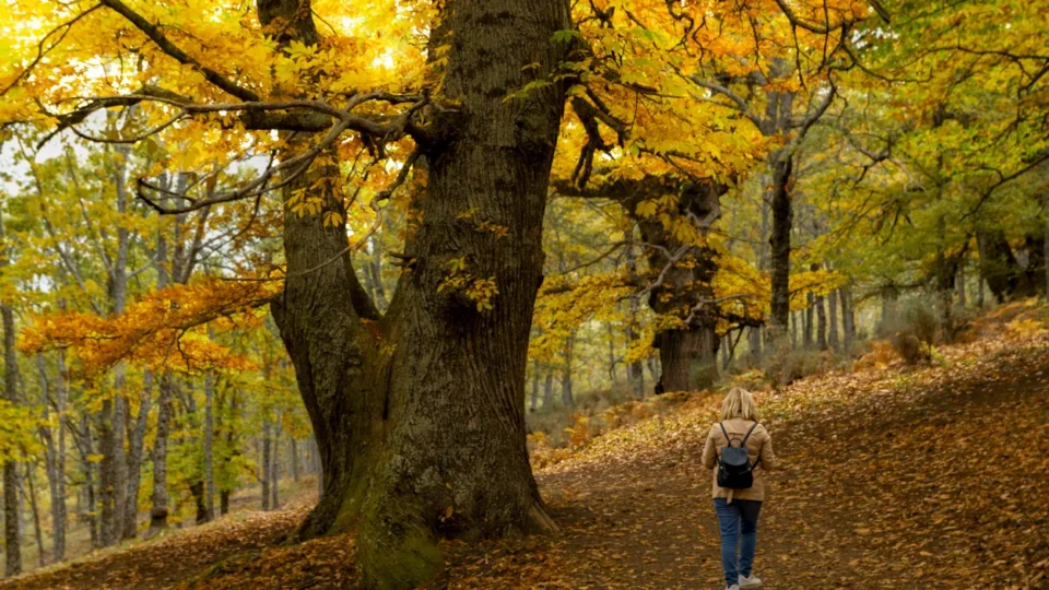 A person with a backpack walks along a leaf-covered path through a forest with large trees and yellow autumn foliage.