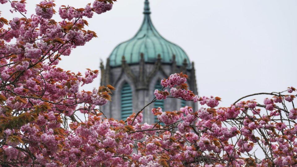 A green-domed tower seen behind branches of a tree covered in pink blossoms against a cloudy sky.